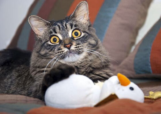 双线狂飙，特奥英超绝杀定乾坤，贝尔退役战威尔士终结摩纳哥神话