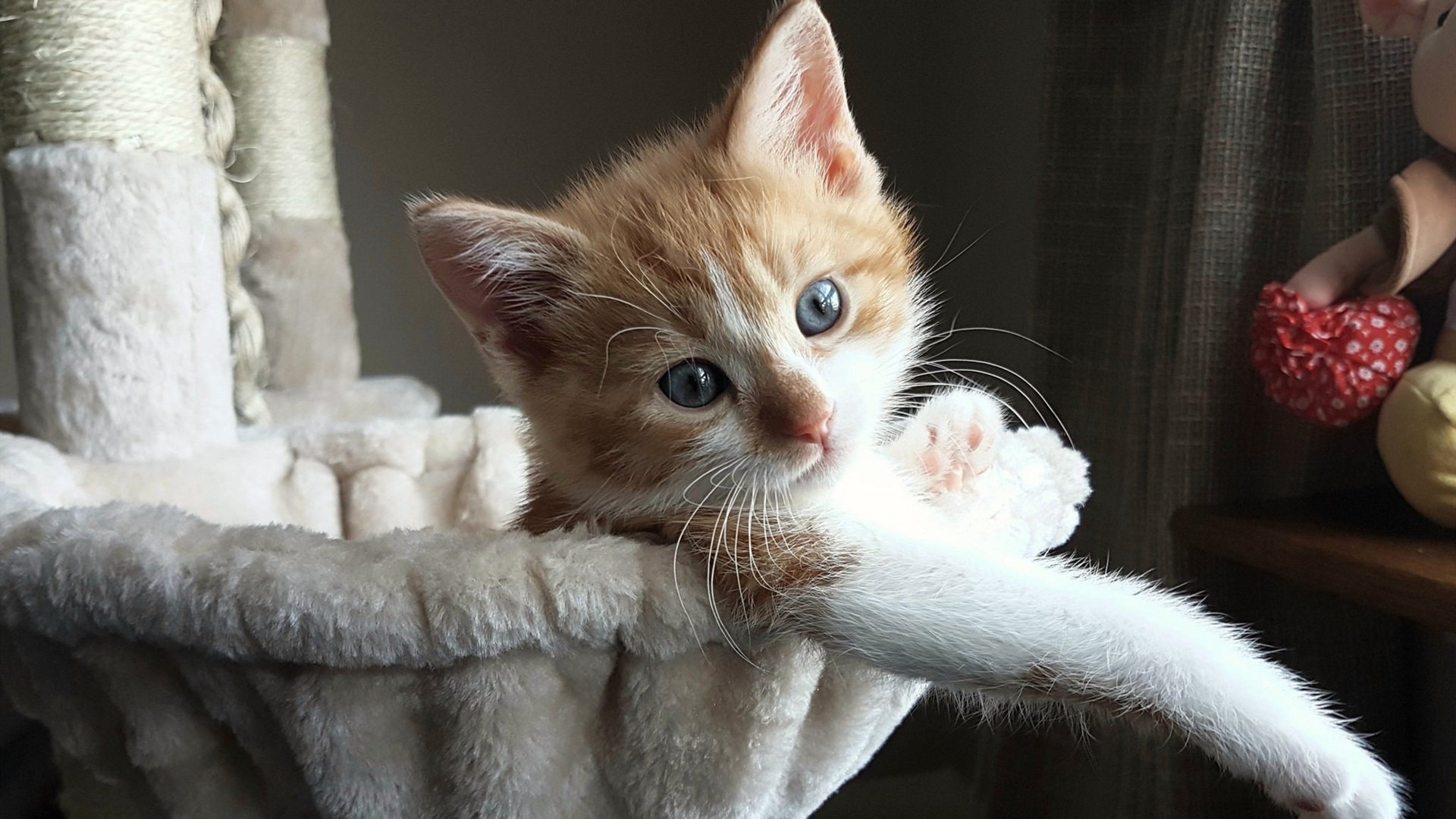 跨界王者，德罗赞的双重胜利—从篮球压哨到F1街道统治