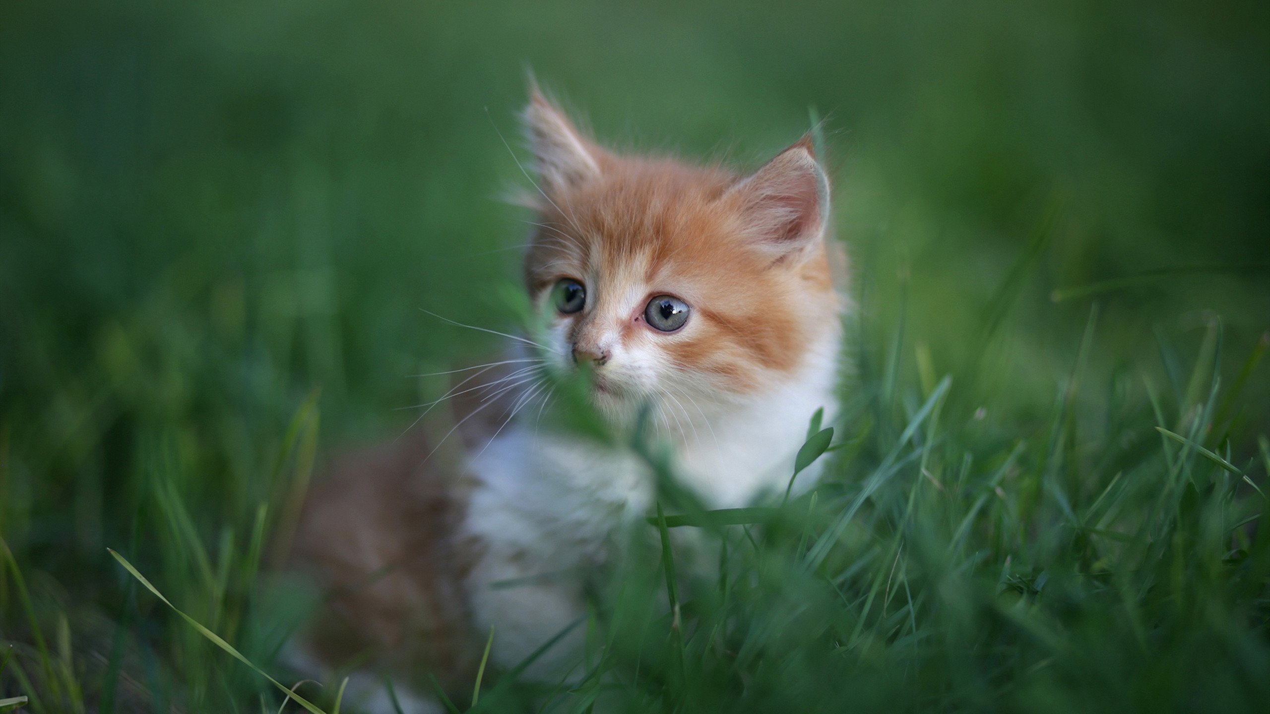 亚平宁的月光与利刃，一个被关键先生点亮的焦点之夜