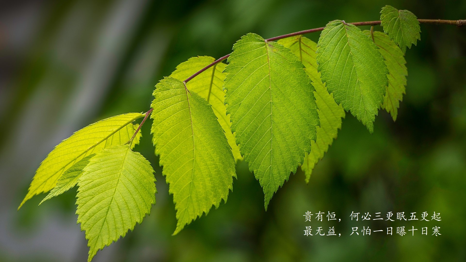平行宇宙的球馆，当爱德华兹的50分遇上广东队的铁锁阵