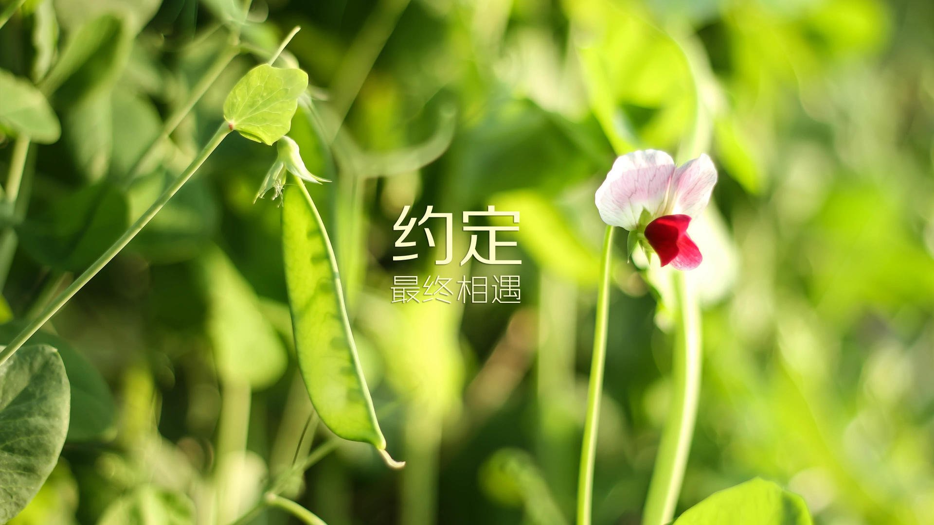 弯刀出鞘,2026世界杯黑马之战,伊拉克绝杀匈牙利的九分钟神话